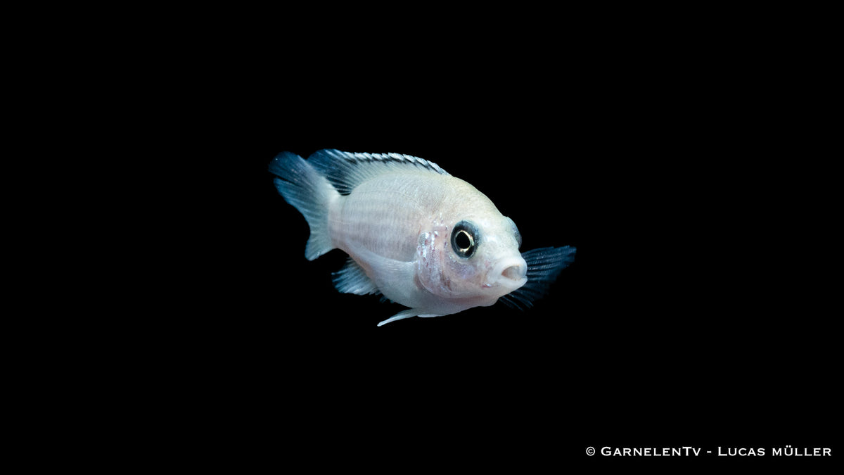 Labidochromis caeruleus White mit heller, fast weißer Färbung
