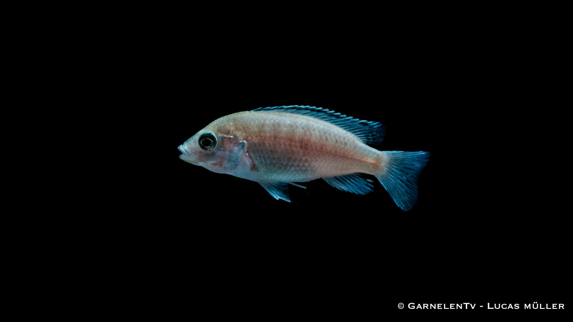 Gelber Maulbrüter White Labidochromis caeruleus im Aquarium
