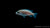 Gelber Maulbrüter White Labidochromis caeruleus im Aquarium
