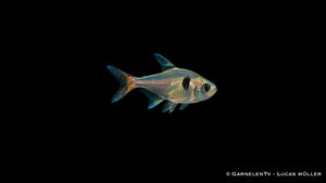 Gelber Phantomsalmler - Hyphessobrycon roseus