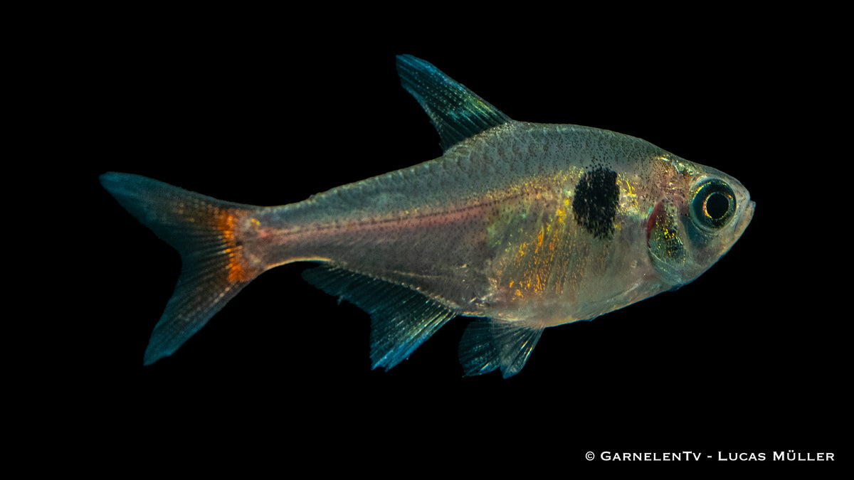 Gelber Phantomsalmler Swimming Gracefully