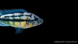 Haplochromis Rock Kribensis mit leuchtend gelber Färbung