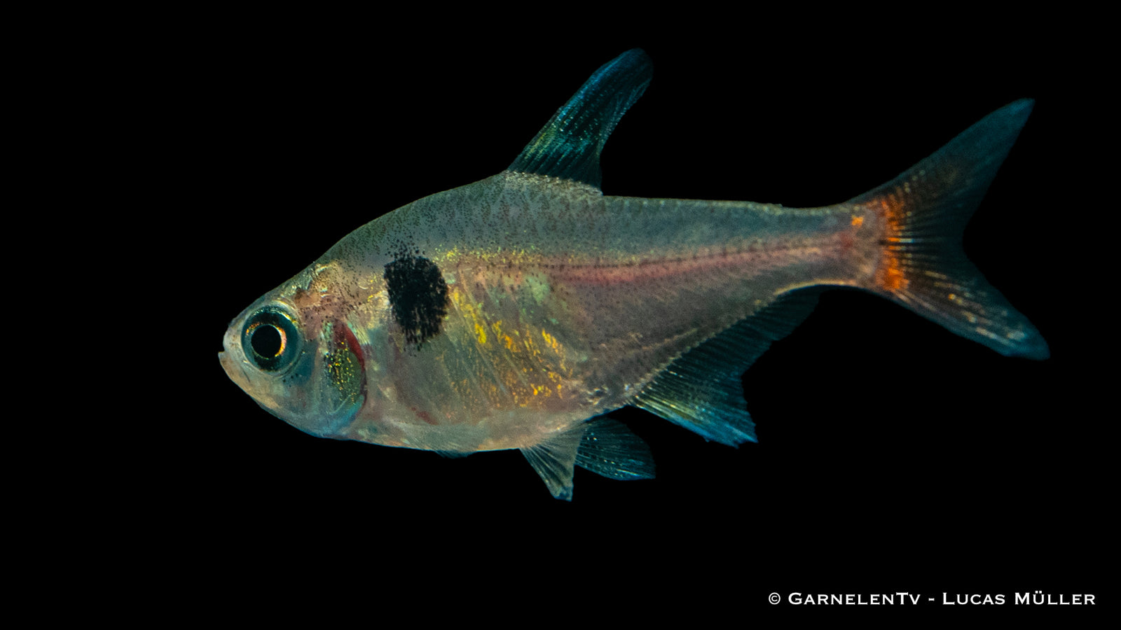 Gelber Phantomsalmler - Hyphessobrycon roseus