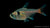 Gelber Phantomsalmler - Hyphessobrycon roseus