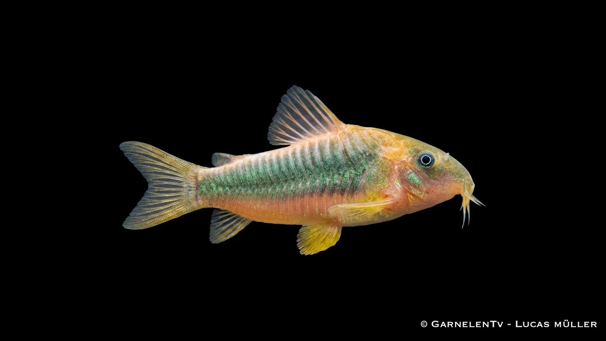 Gelbflossenpanzerwels Osteogaster melanotaenia mit markanter Körperform und gelblich gefärbten Flossen im Aquarium