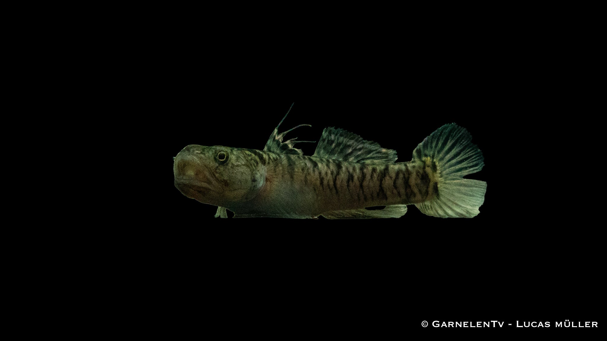 Goldstreifen Grundel - Mugilogobius chulae