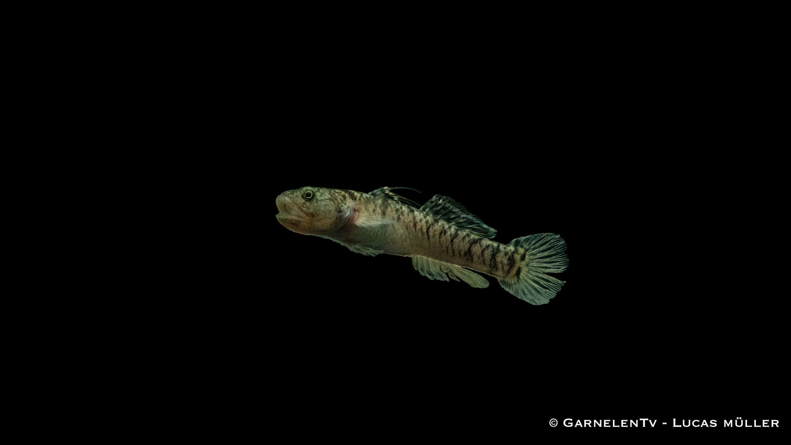 Goldstreifen-Grundel Mugilogobius chulae mit goldenen Streifen