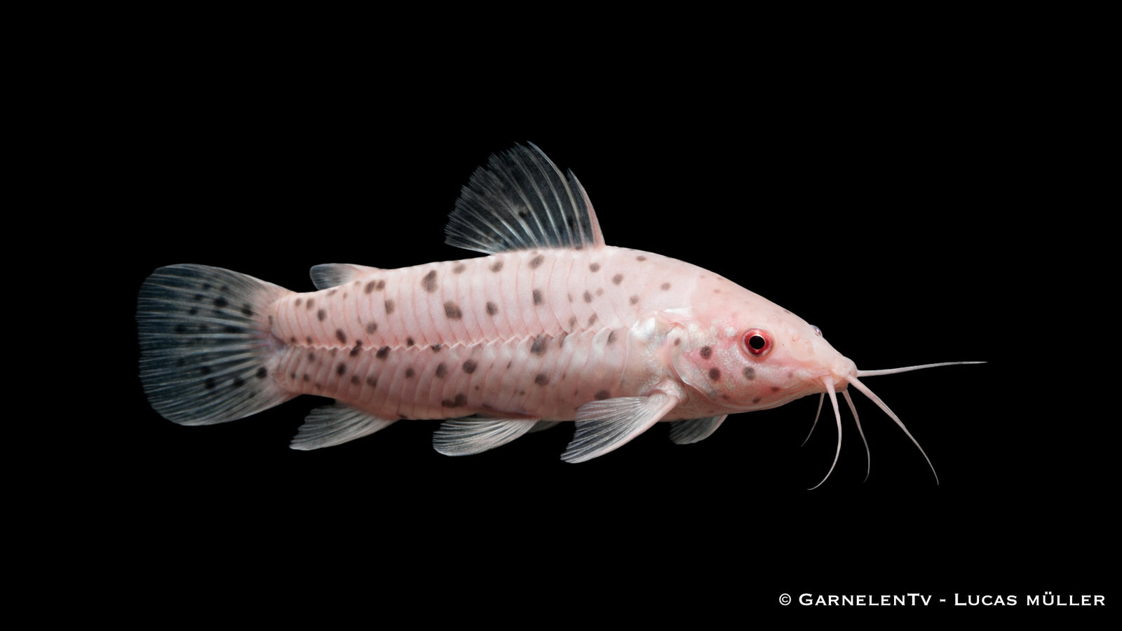 Gemalter Schwielenwels "albino" - Hoplosternum thoracatum