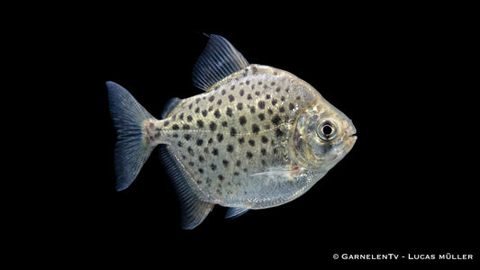 Gepunkteter Scheibensalmler Metynnis maculatus mit runder Körperform und feiner Punktzeichnung im Aquarium