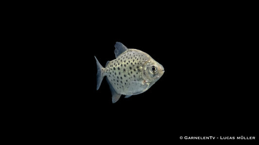 Gepunkteter Scheibensalmler im Aquarium mit ruhiger Schwimmhaltung, glänzender Färbung und markanter Zeichnung