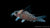 Gepunkteter Panzerwels Corydoras punctatus im Aquariu
