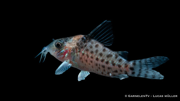 Gepunkteter Panzerwels - Corydoras punctatus