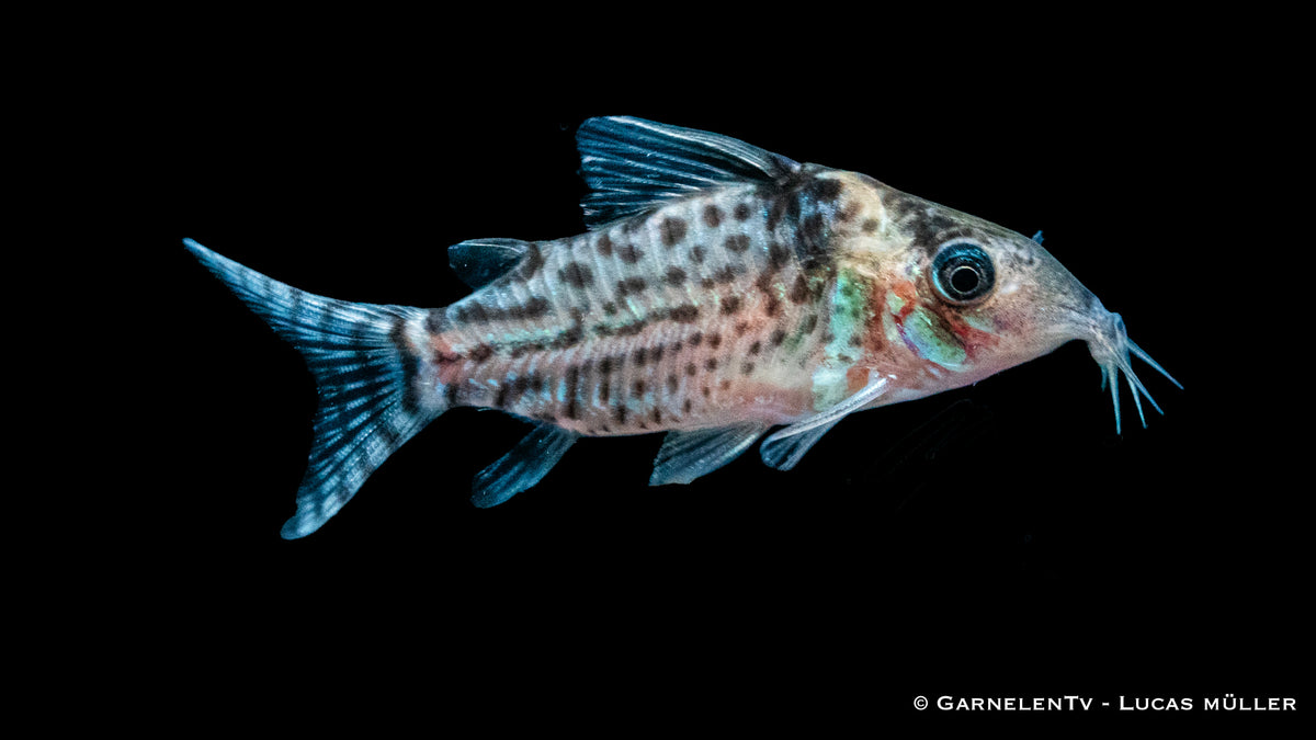 Corydoras punctatus mit auffälligem Punktmuster