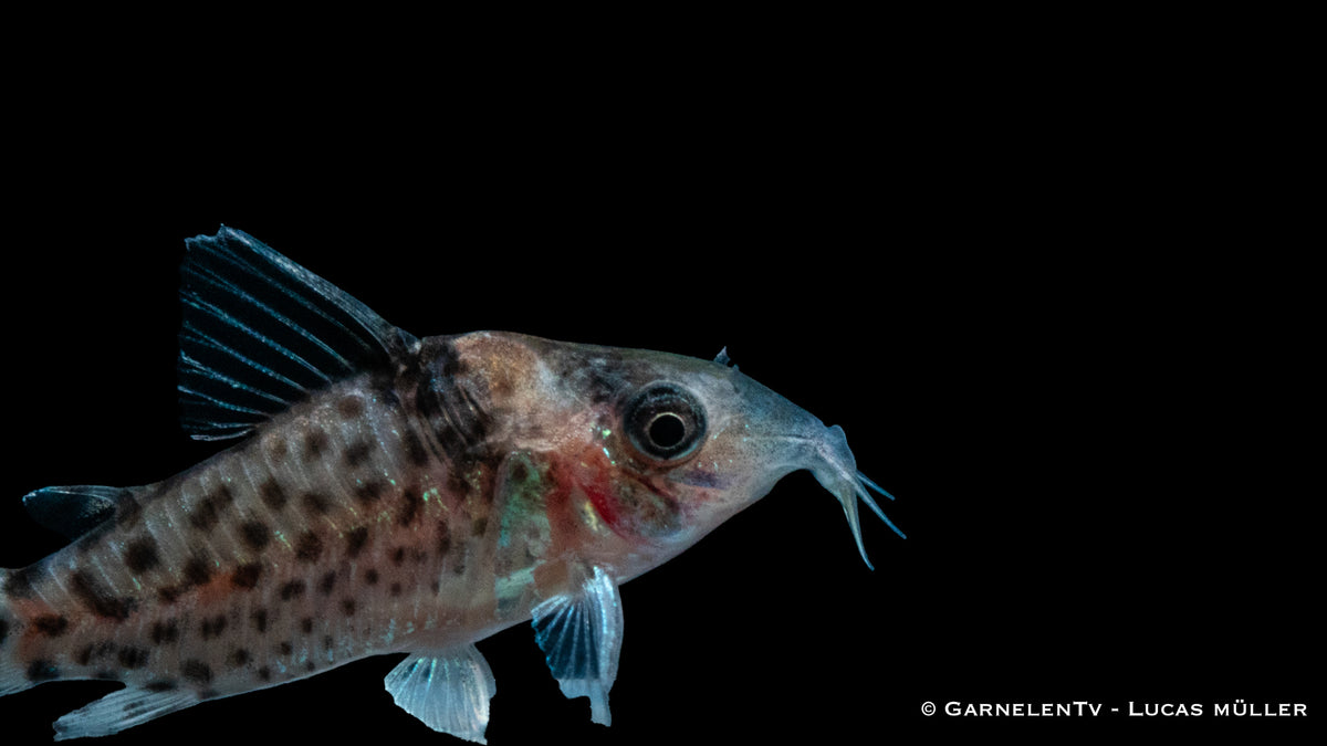 Gepunkteter Panzerwels bei der Futtersuche im Aquarium