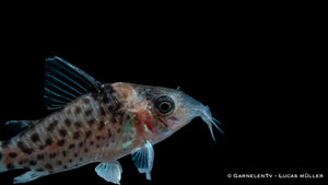 Gepunkteter Panzerwels bei der Futtersuche im Aquarium