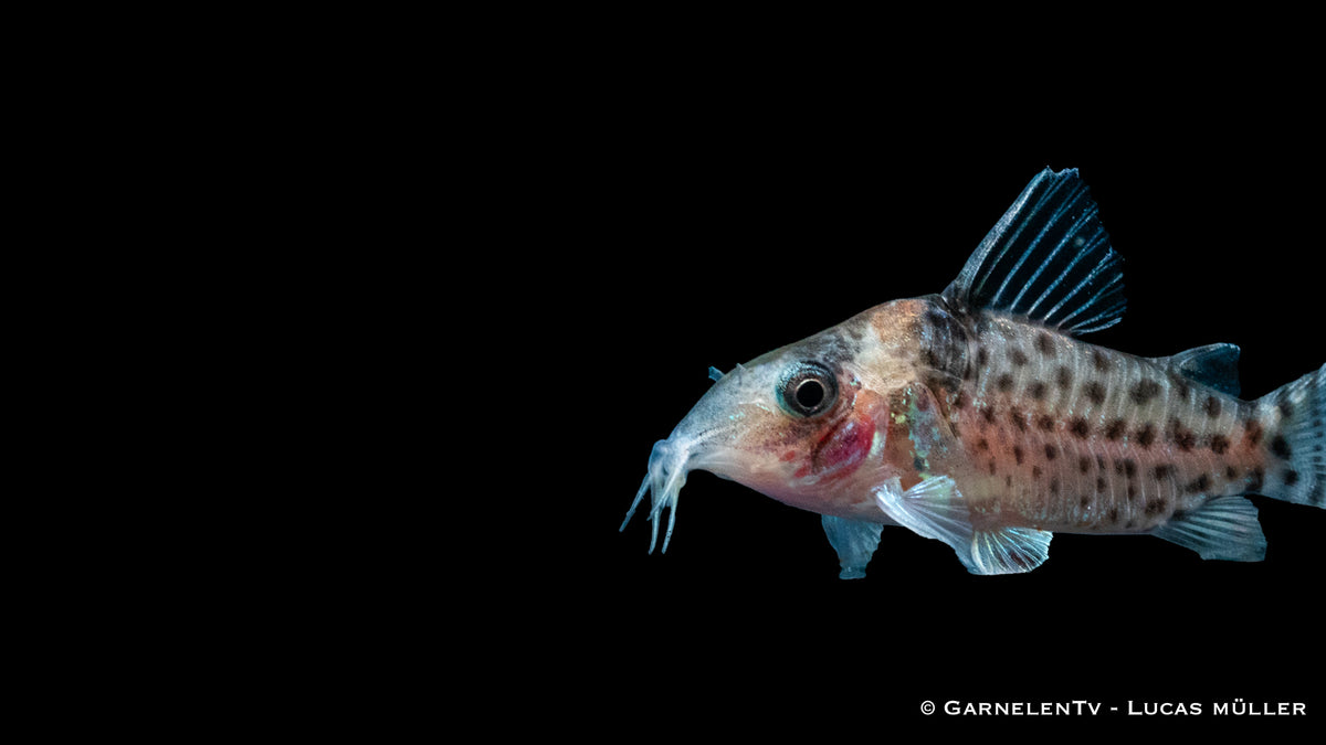 Corydoras punctatus, geselliger Bodenbewohner in Gruppen