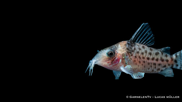 Gepunkteter Panzerwels - Corydoras punctatus