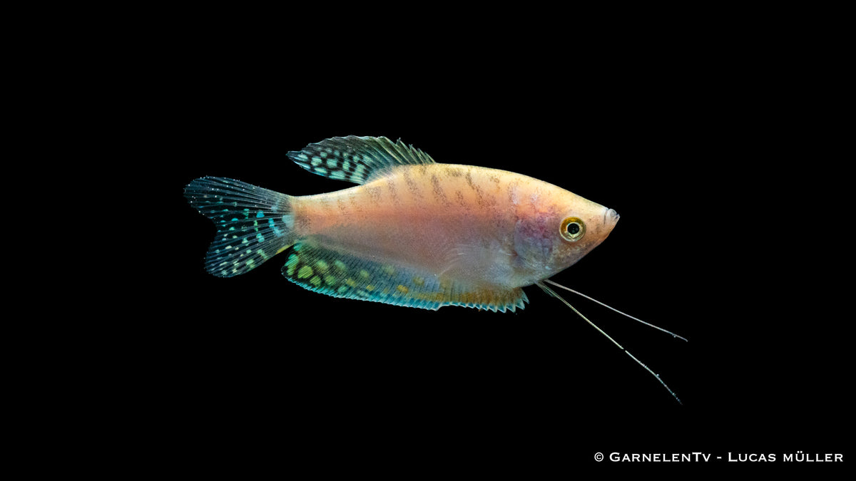 Gepunkteter Opal-Fadenfisch among plants in aquarium
