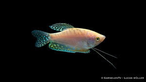 Gepunkteter Opal-Fadenfisch among plants in aquarium
