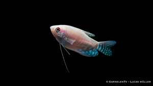 Gepunkteter Opal-Fadenfisch with distinct spots in aquarium