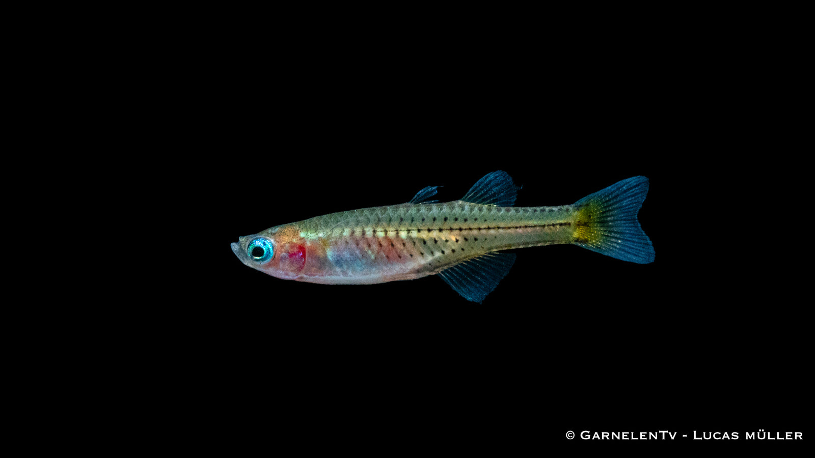 Geflecktes Blauauge Pseudomugil gertrudae im Aquarium