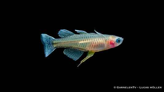 Pseudomugil gertrudae mit blauen Augen und gepunkteten Flossen