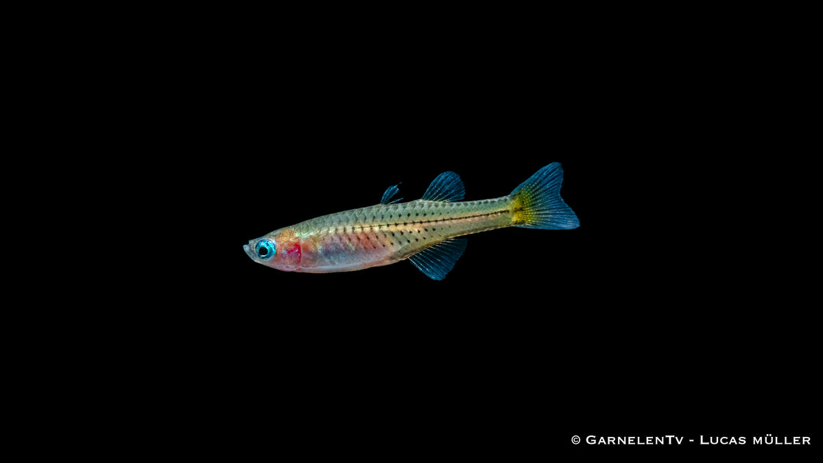 Kleiner Süßwasserfisch Pseudomugil gertrudae aus Australien