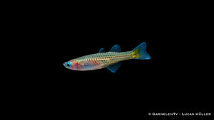 Kleiner Süßwasserfisch Pseudomugil gertrudae aus Australien
