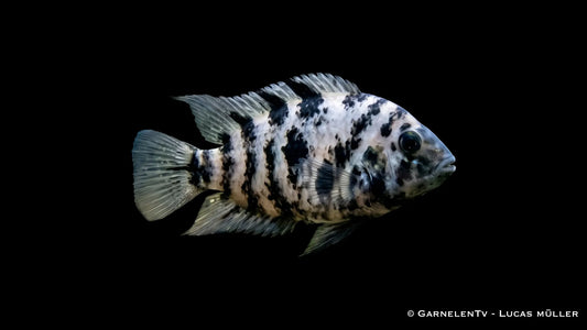 Gescheckter Zebrabuntbarsch Amatitlania nigrofasciata Marbled mit marmorierter Zeichnung und kräftigem Körperbau im Aquarium