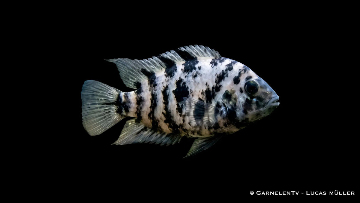Gescheckter Zebrabuntbarsch Amatitlania nigrofasciata Marbled mit marmorierter Zeichnung und kräftigem Körperbau im Aquarium