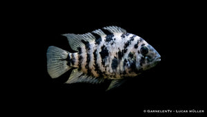 Gescheckter Zebrabuntbarsch Amatitlania nigrofasciata Marbled mit marmorierter Zeichnung und kräftigem Körperbau im Aquarium