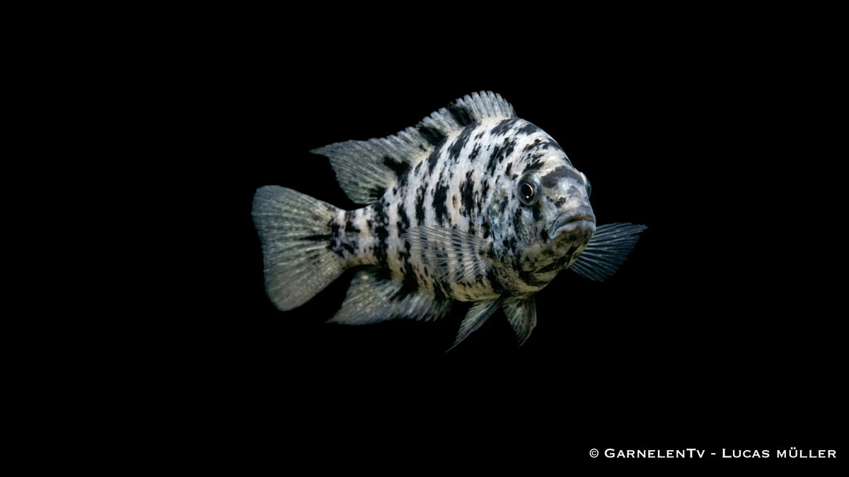 Nahaufnahme eines Amatitlania nigrofasciata Marbled mit unregelmäßiger Musterung, typischer Buntbarschform und markanter Färbung
