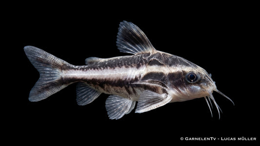 Gestreifter Linien Dornwels Platydoras costatus mit markanten Längsstreifen und kräftigem Körperbau im Aquarium