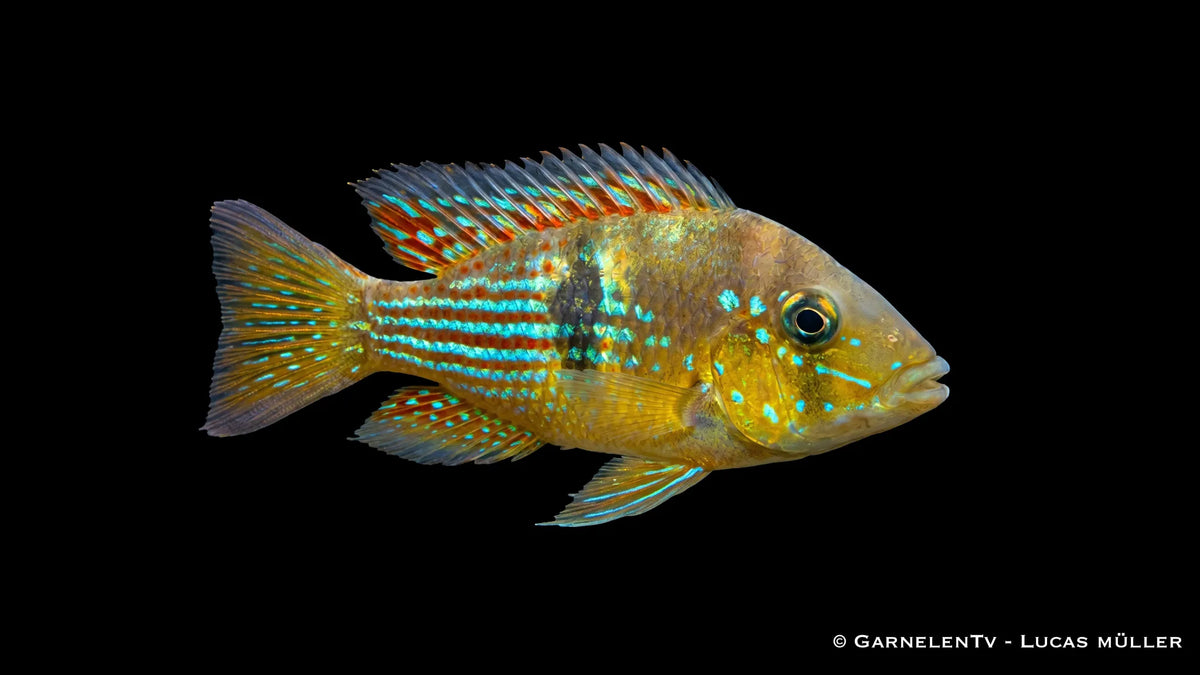 Gestreifter Erdfresser Gymnogeophagus rhabdotus mit feiner Streifenzeichnung und kräftigem Körperbau im Aquarium