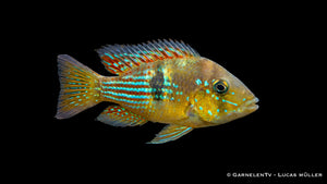 Gestreifter Erdfresser Gymnogeophagus rhabdotus mit feiner Streifenzeichnung und kräftigem Körperbau im Aquarium