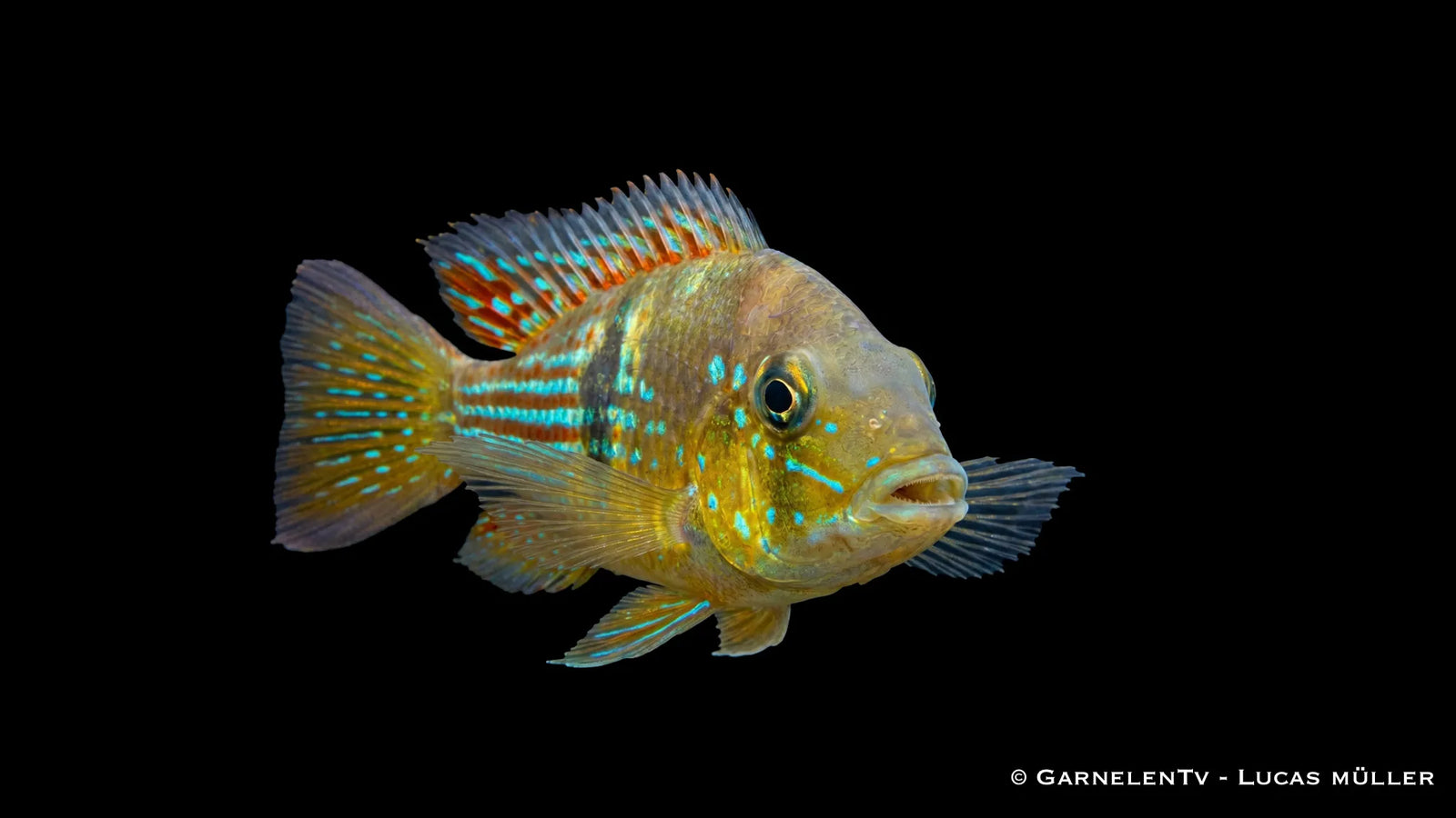 Gestreifter Erdfresser Gymnogeophagus rhabdotus mit feiner Streifenzeichnung und kräftigem Körperbau im Aquarium