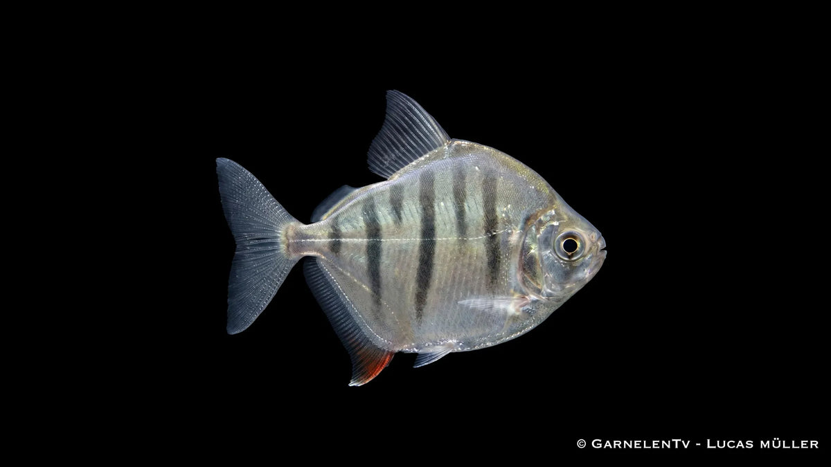 Gestreifter Scheibensalmler Metynnis fasciatus mit silbrigem Körper, dunklen Querbändern und scheibenförmiger Körperform im Süßwasseraquarium