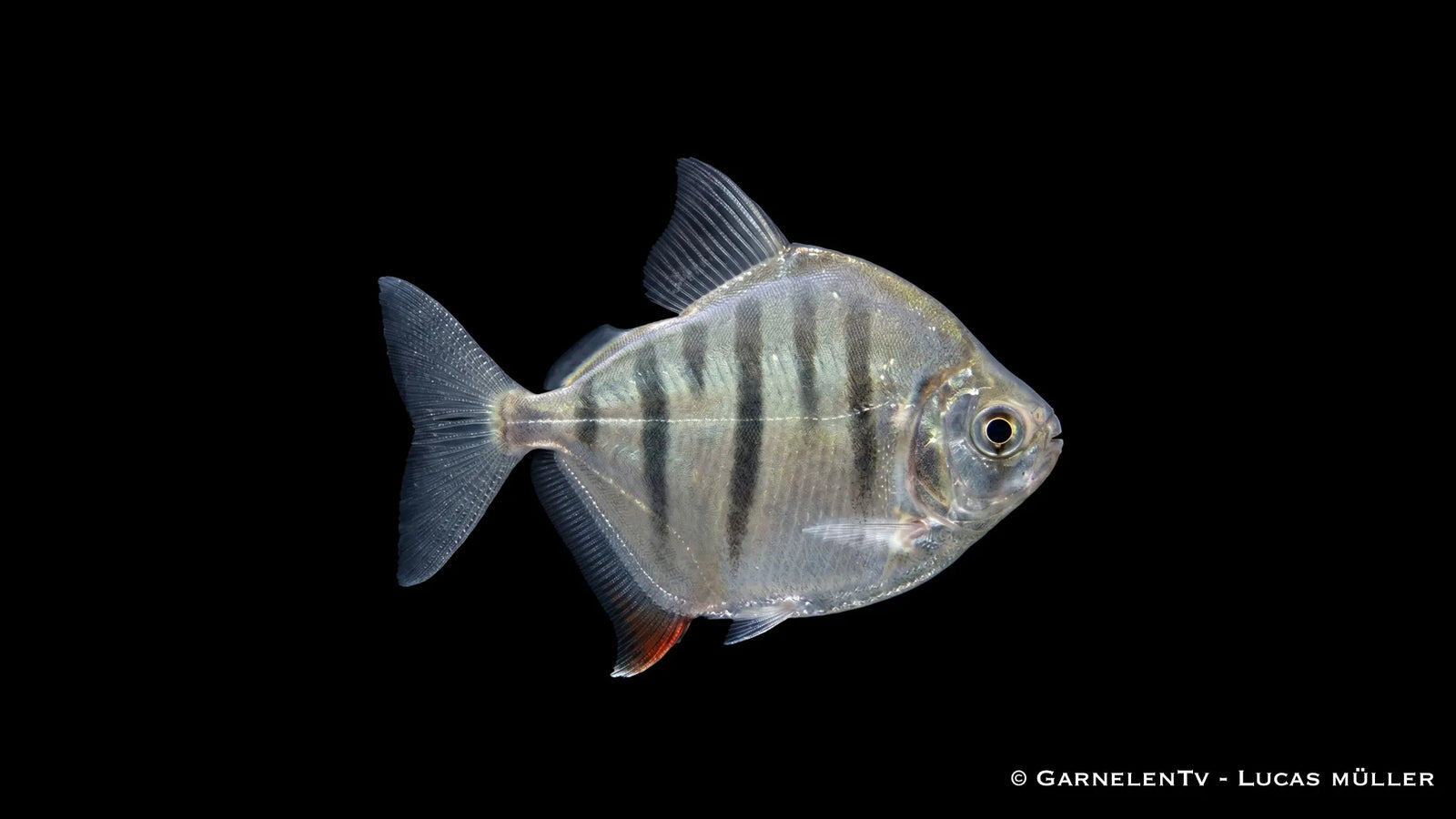 Gestreifter Scheibensalmler Metynnis fasciatus mit silbrigem Körper, dunklen Querbändern und scheibenförmiger Körperform im Süßwasseraquarium