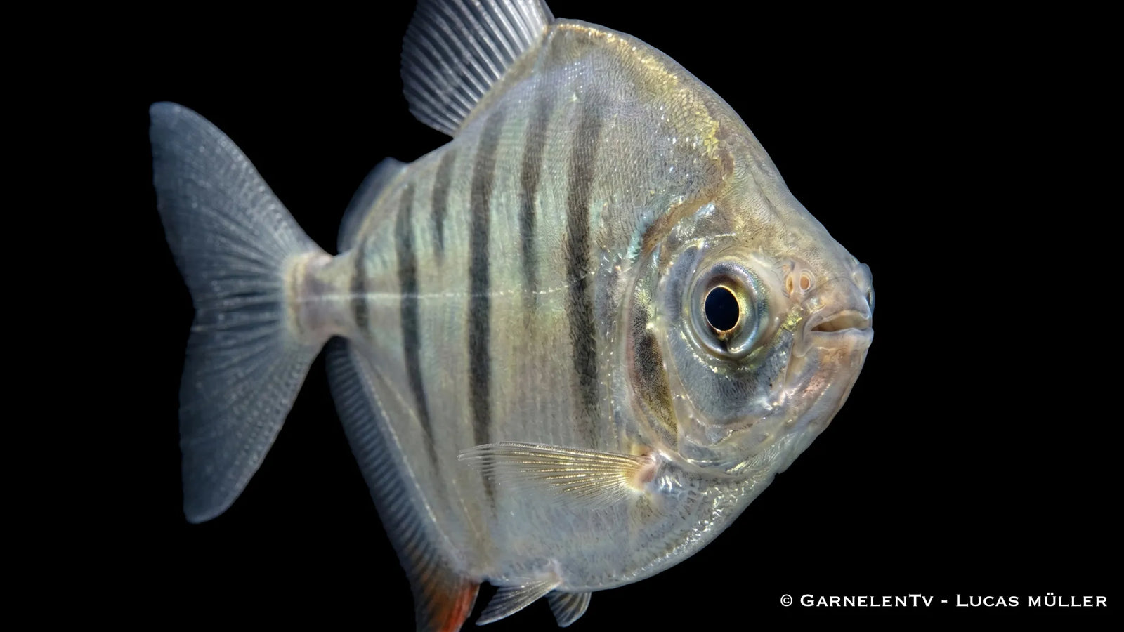 Gestreifter Scheibensalmler Metynnis fasciatus mit silbrigem Körper, dunklen Querbändern und scheibenförmiger Körperform im Süßwasseraquarium