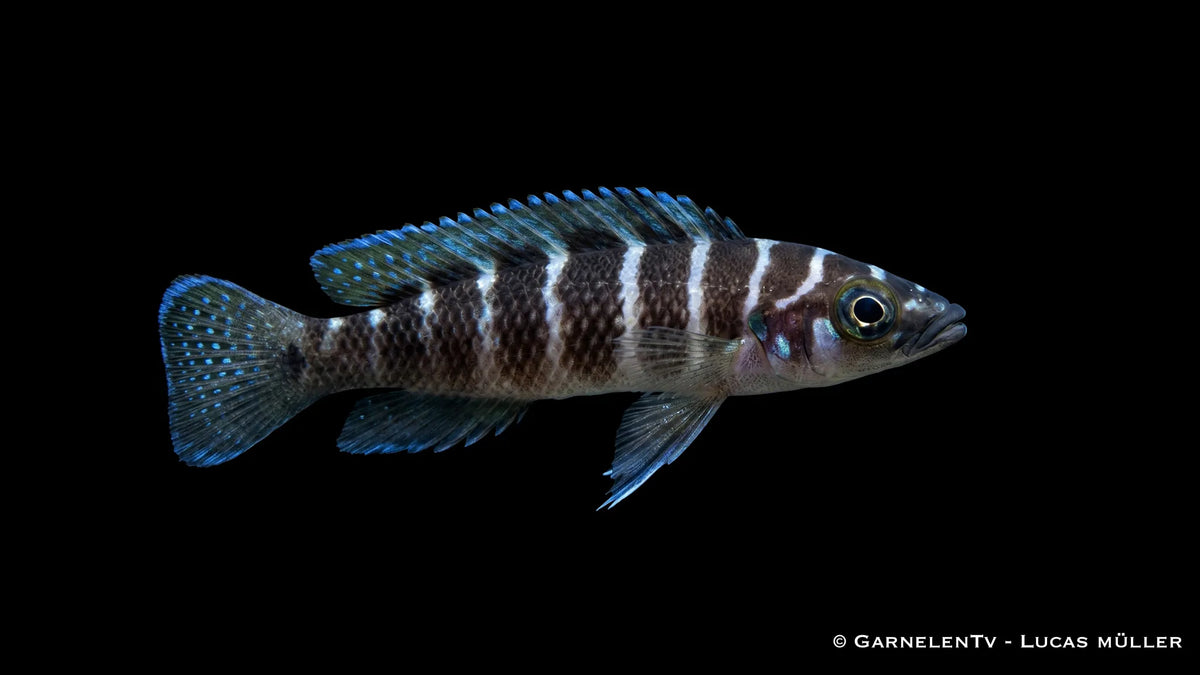 Gestreifter Tanganjika Buntbarsch Neolamprologus cylindricus mit schlankem Körper, kontrastreichen Vertikalstreifen und typischer Felsenbewohner Optik im Aquarium