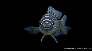 Neolamprologus cylindricus aus dem Tanganjikasee als gestreifter Buntbarsch mit länglicher Körperform, markanter Zeichnung und interessantem Revierverhalten