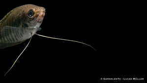 Gestreifter Fadenfisch (Trichopodus fasciata) swimming in tank