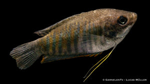 Gestreifter Fadenfisch displaying its unique fins and coloration