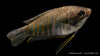 Gestreifter Fadenfisch displaying its unique fins and coloration