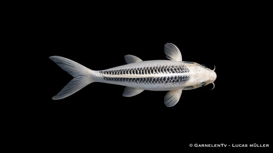 Ghost Koi Cyprinus carpio mit kontrastreicher Zeichnung in Seitenansicht / Obenansicht
