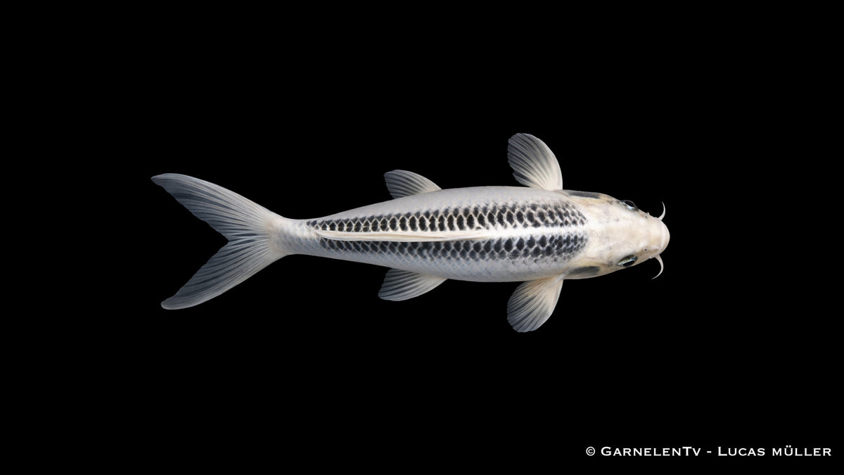 Ghost Koi Cyprinus carpio mit kontrastreicher Zeichnung in Seitenansicht / Obenansicht