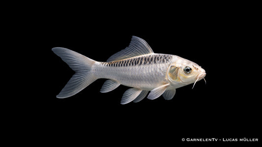 Ghost Koi mit metallischem Glanz und schlanker Körperform im klaren Wasser