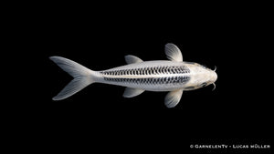 Ghost Koi Cyprinus carpio mit kontrastreicher Zeichnung in Seitenansicht / Obenansicht