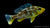 Giraffenbarsch Nimbochromis venustus im Aquarium