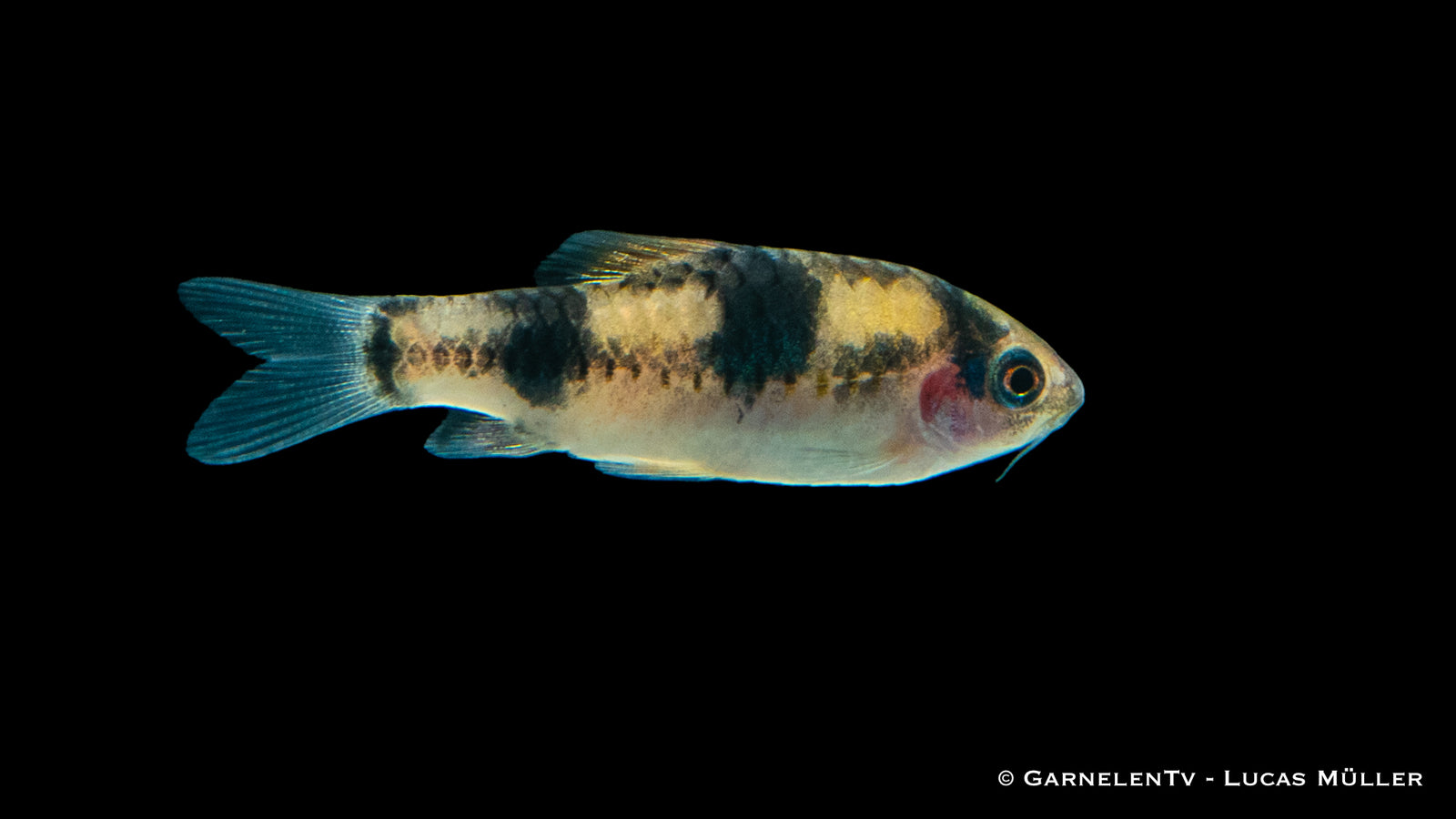 Glühkohlenbarbe schwimmend im Aquarium